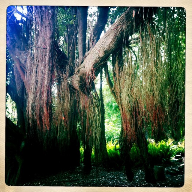 Botanical Garden, Golden GAte Park