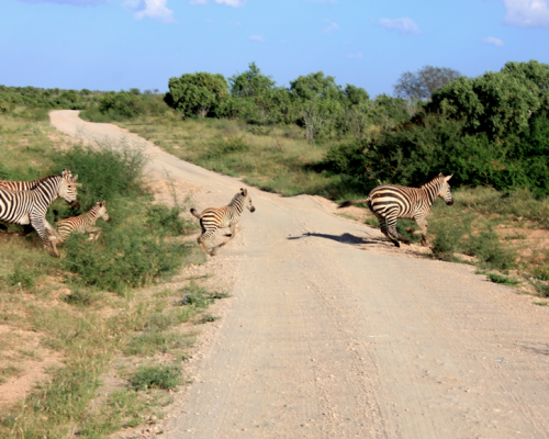 Safari in Tsavo East, Kenya