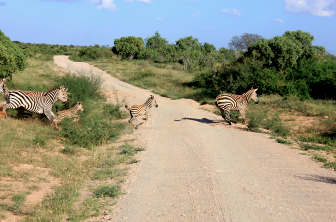 Safari in Tsavo East, Kenya