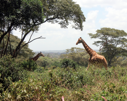 Giraffe Center, Nairobi, Kenya