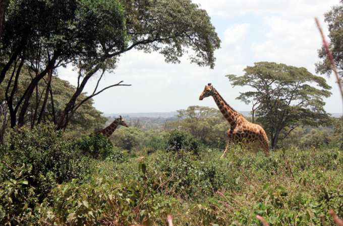 Giraffe Center, Nairobi, Kenya
