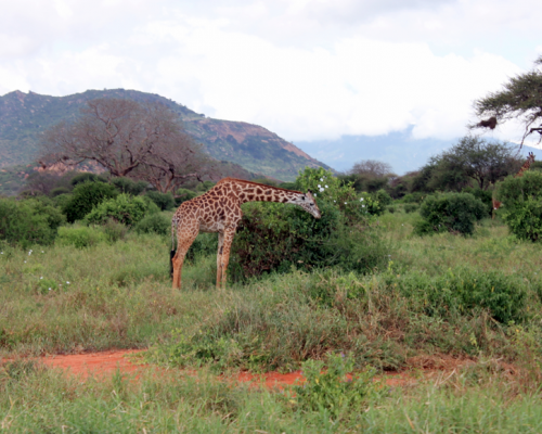 Lessons learned from Kenya