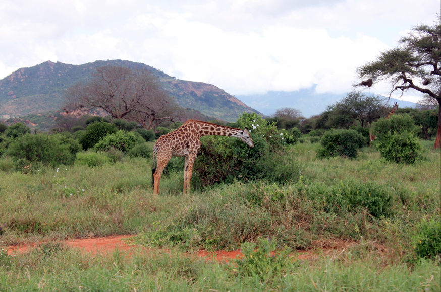 Lessons learned from Kenya