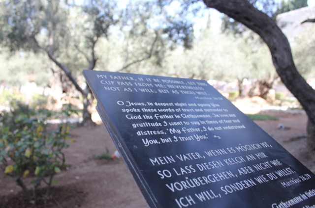Garden of Gethsemane, Israel