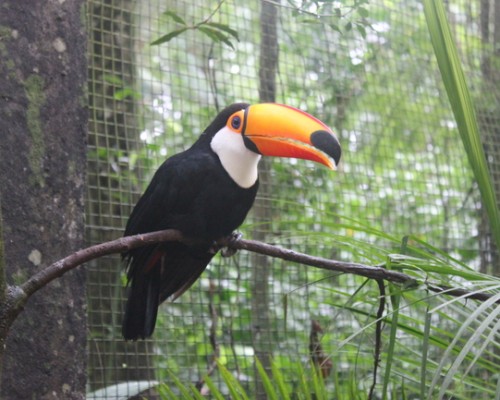 Parque das Aves, Brazil