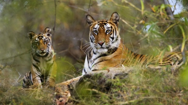 Periyar National Park