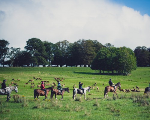 Ireland Vacation Photography, Killarney National Park