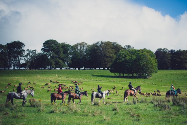 Ireland Vacation Photography, Killarney National Park