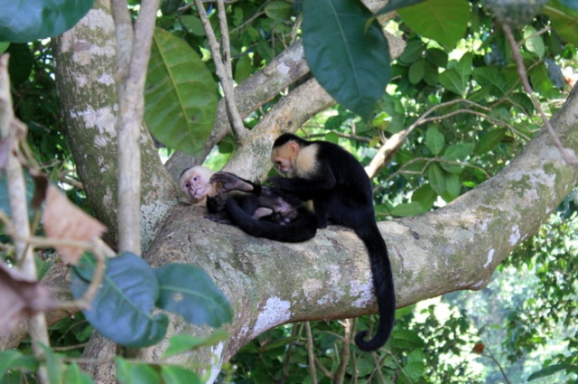 Monkeys at Manuel Antonio National Park, Costa Rica