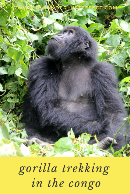 Gorilla Trekking in Africa