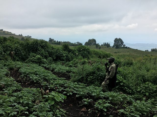 Gorilla Trekking in Africa, Virunga National Park