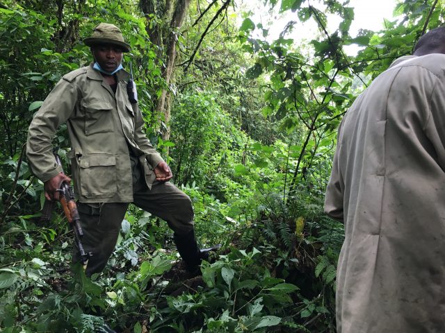 Gorilla Trekking in Africa, Virunga National Park
