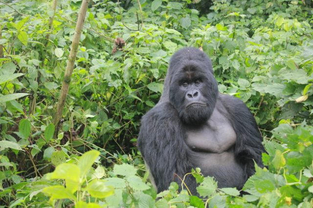 Gorilla Trekking in Africa, Virunga National Park