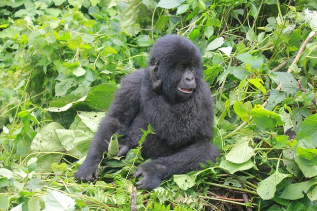 Gorilla Trekking in Africa, Virunga National Park