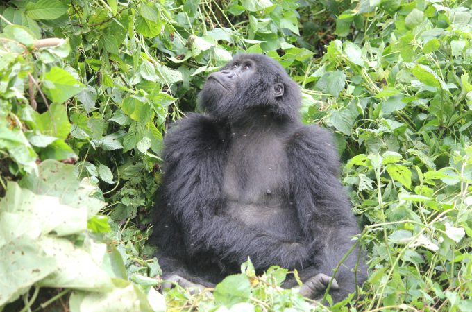 Gorilla Trekking in Africa - The Wanderlust Effect