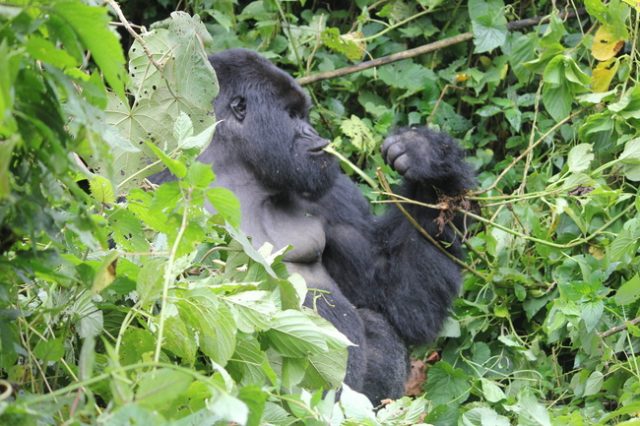 Gorilla Trekking in Africa, Virunga National Park