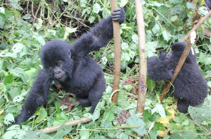 Gorilla Trekking in the Congo, Virunga National Park