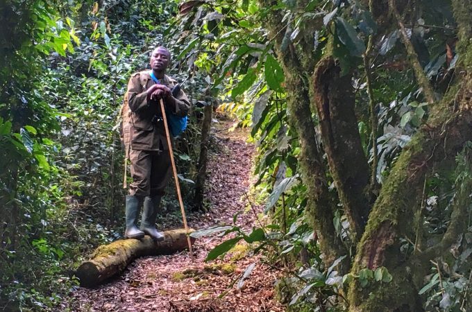Chimp Trekking in Rwanda - The Wanderlust Effect