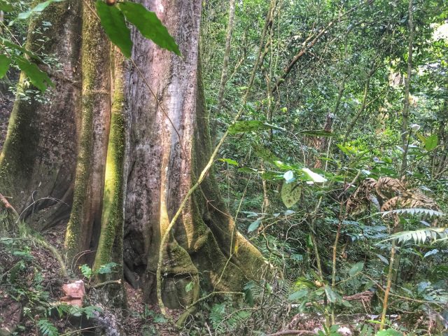 Chimp Trekking in Uganda