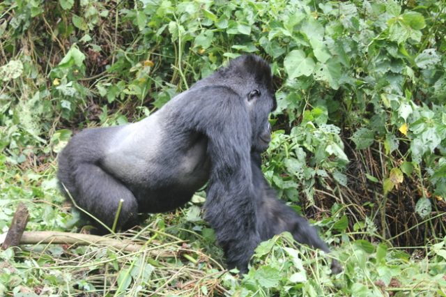 Gorilla Trekking in the Congo, The Wanderlust Effect