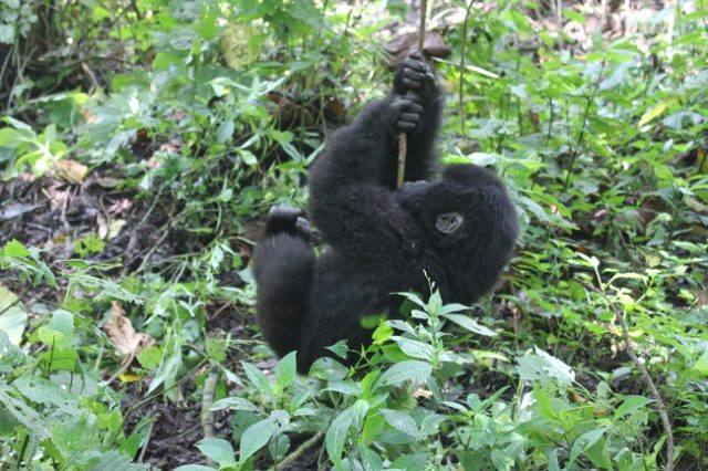 Gorilla Trekking in the Congo, The Wanderlust Effect