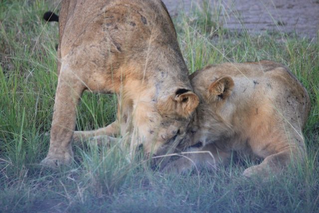 Safari in Queen Elizabeth National Park, Uganda