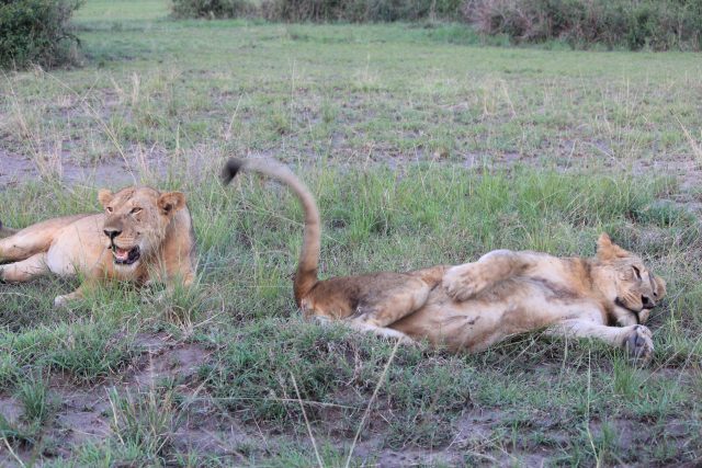 Safari in Queen Elizabeth National Park, Uganda