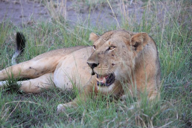 Safari in Queen Elizabeth National Park, Uganda
