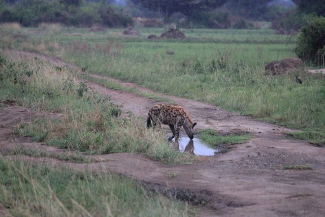 Safari in Queen Elizabeth National Park, Uganda