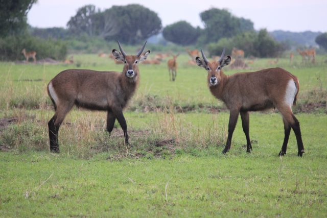 Safari in Uganda, Queen Elizabeth National Park