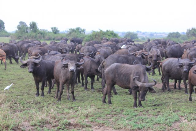 Safari in Queen Elizabeth National Park, Uganda