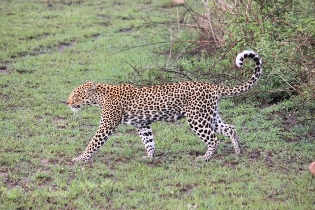 Leopard on Safari in Uganda, Queen Elizabeth National Park