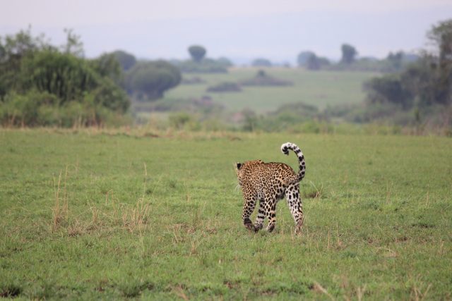 Safari in Uganda