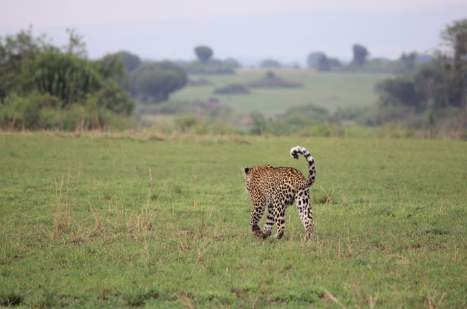 Safari in Uganda