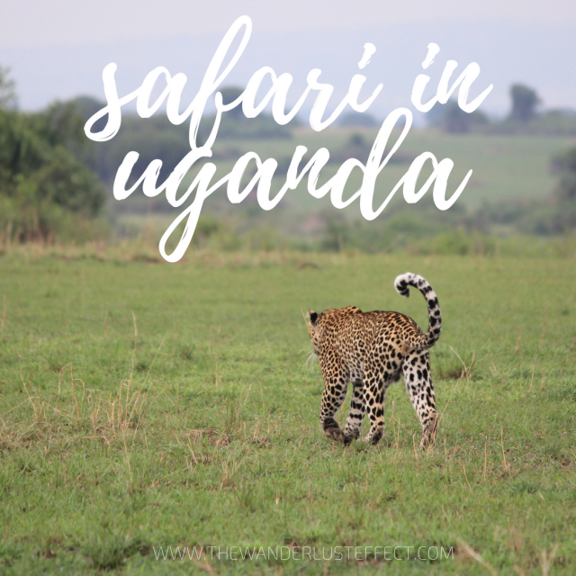 Safari in Uganda, Queen Elizabeth National Park