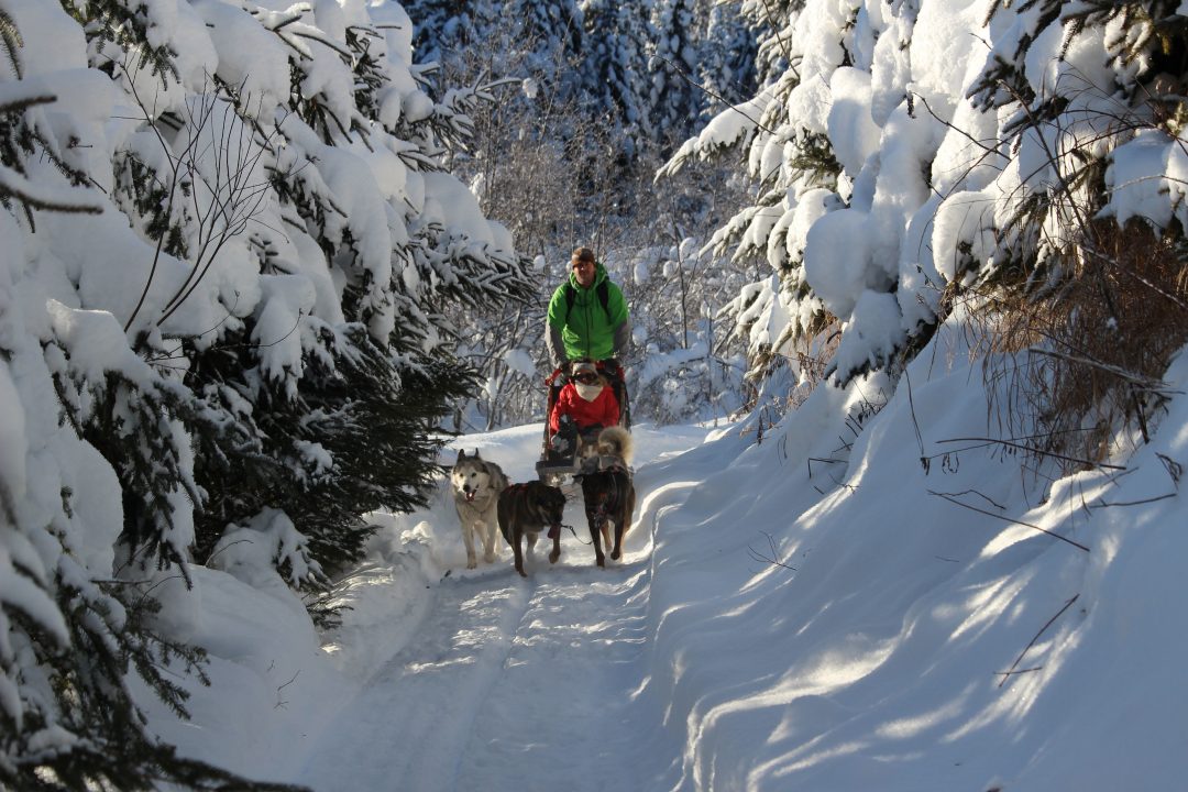 Dog Sledding in Quebec
