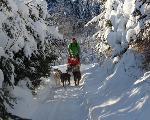 Dog Sledding in Quebec