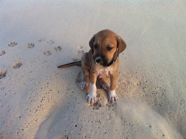 AARF Anguilla, 25 Things to Do in Anguilla
