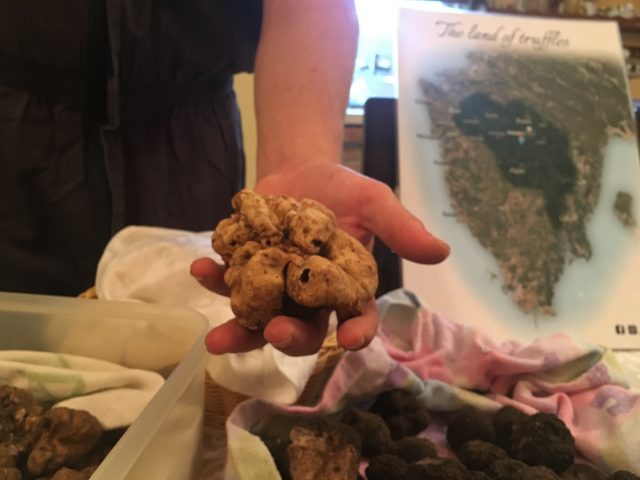 Karlic Tartufi, Truffle Hunting in Istria