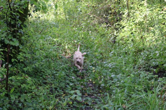 Truffle Hunting with Karlic Tartufi
