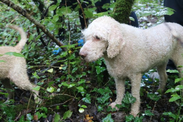 Truffle Hunting with Karlic Tartufi