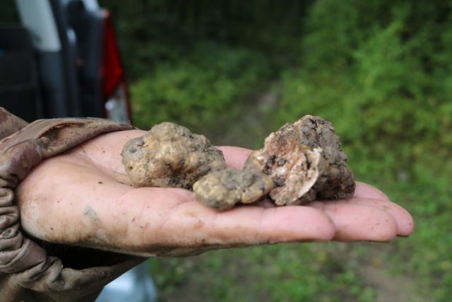 Truffle Hunting with Karlic Tartufi