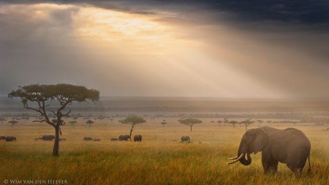 Tips for a Safari Photography