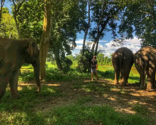 Anantara Golden Triangle Walking with Giants