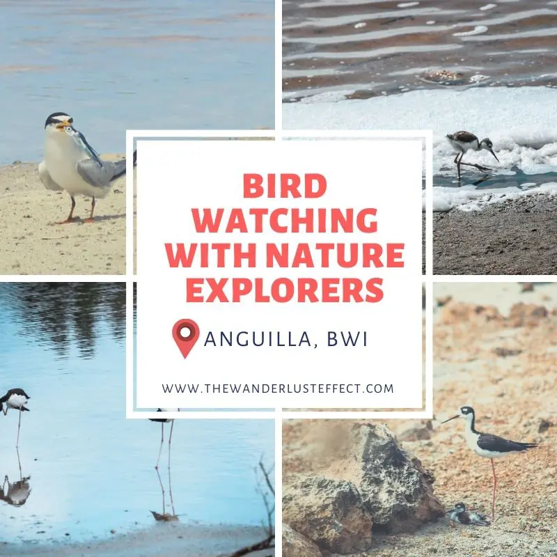 Bird Watching in Anguilla 
