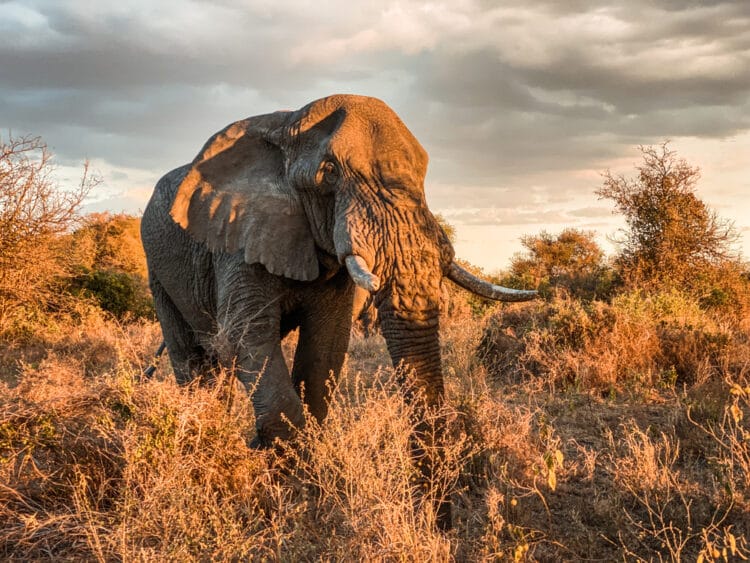 Tips for Planning an African Safari