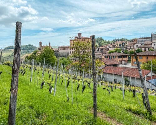 Wine Tasting in Barolo