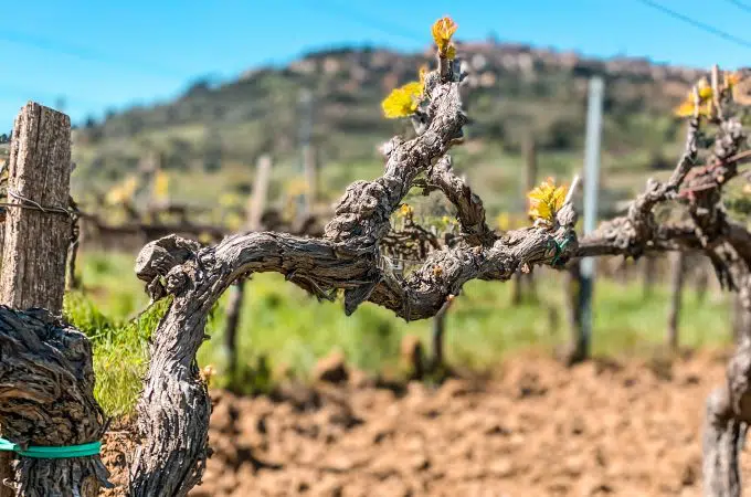 Wineries to Visit in Montepulciano