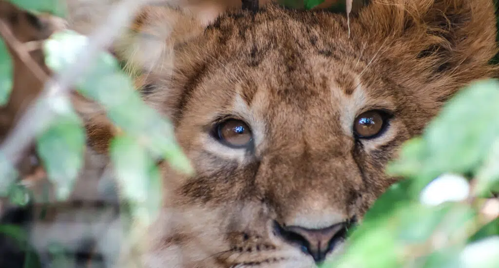 Africa Travel Questions, Africa Travel Planning