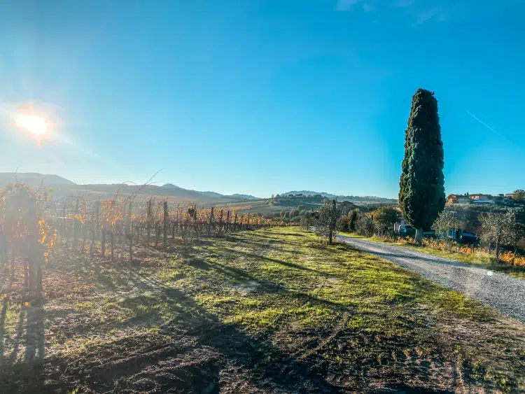 Wine Tasting in Tuscany
